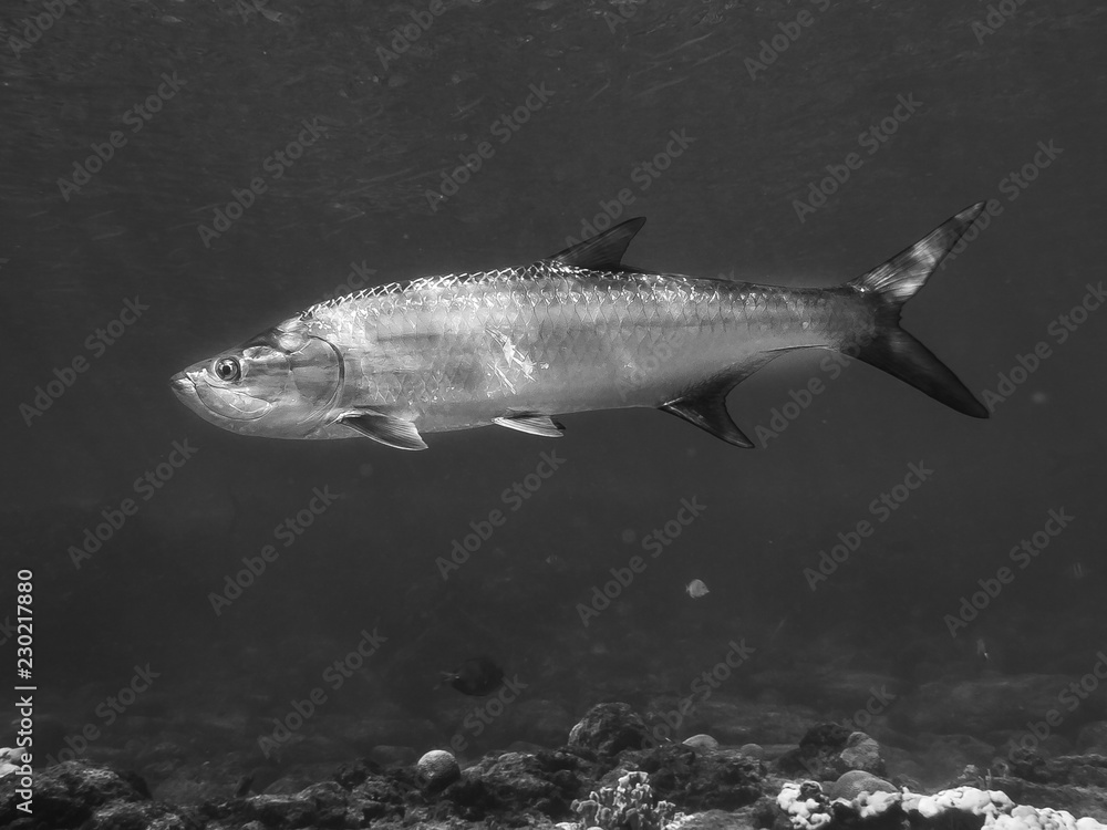 Fototapeta premium Curacao Underwater world