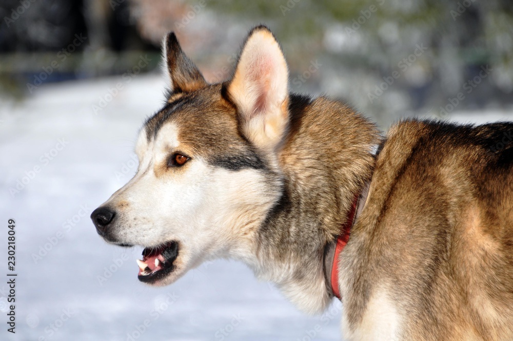 Naklejka premium Sibirian Husky