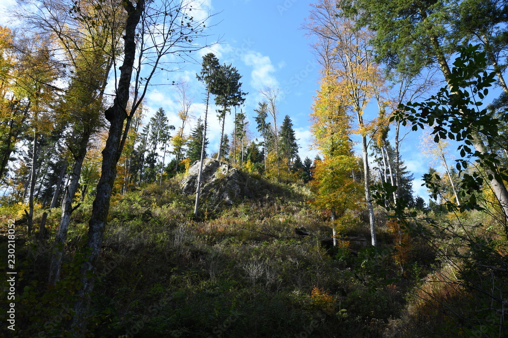 Herbstwald