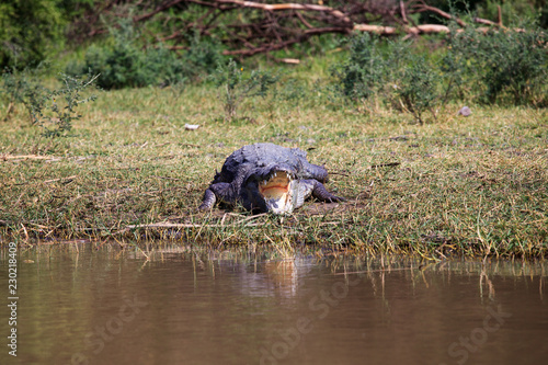 Crocodile (Crocodylus niloticus) laying in grass on the swampy Chamo lakeshore in Ethiopia. photo