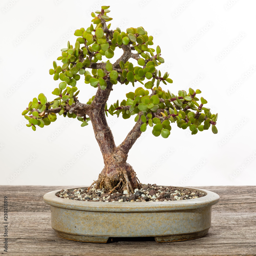 Jadebaum (Portulacaria afra) Bonsai Baum Stock Photo | Adobe Stock