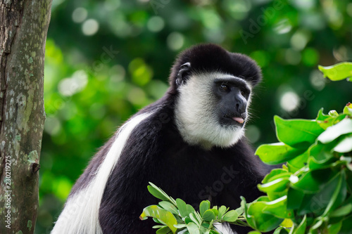 Black-and-white colobuses colobus monkey curious and observing while sitting on a tree photo