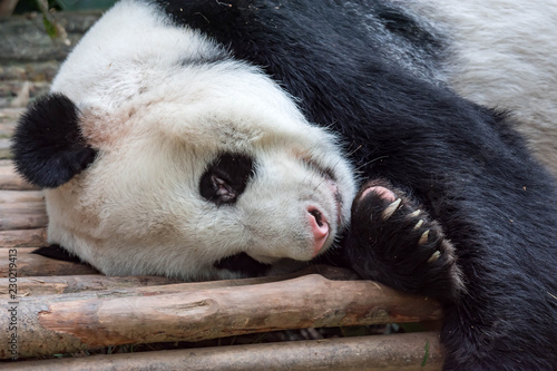 Adult Giant Panda bear feeling lazy and sleeping on a wood in a zoo