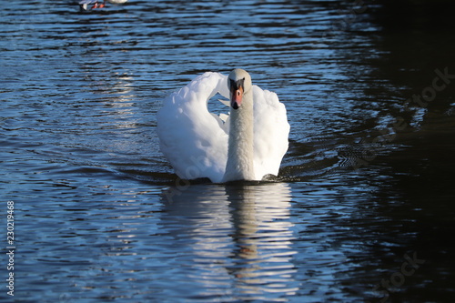 eligant swan showing of plumage in reflecton photo