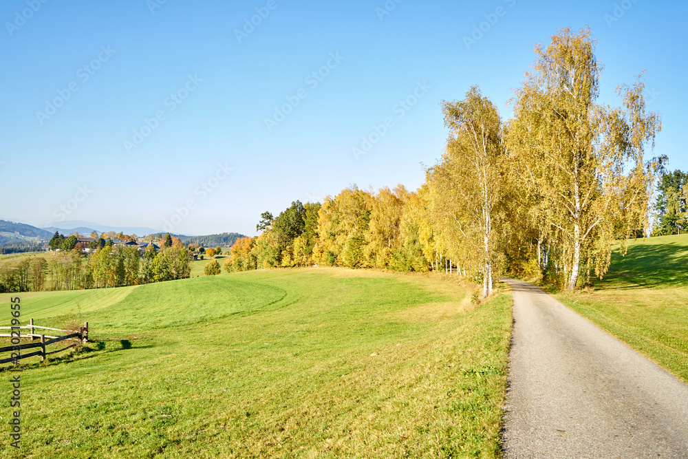 Straße durch einen schönen von der Sonne angestrahlten orangefarbene Herbst Wald Straße durch einen schönen von der Sonne angestrahlten orangefarbene Herbst Wald
