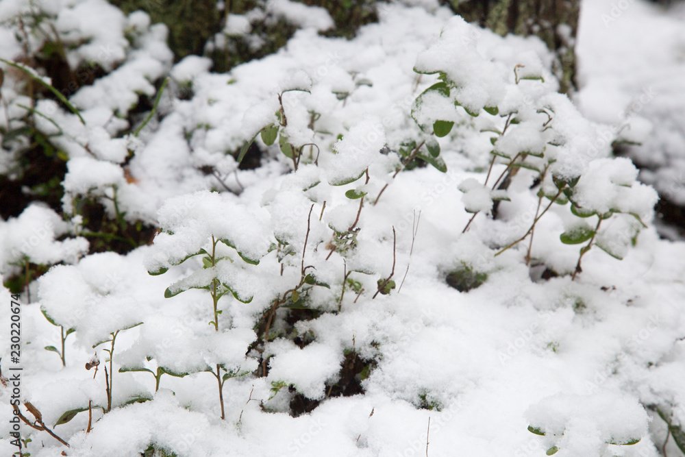 white flowers in snow