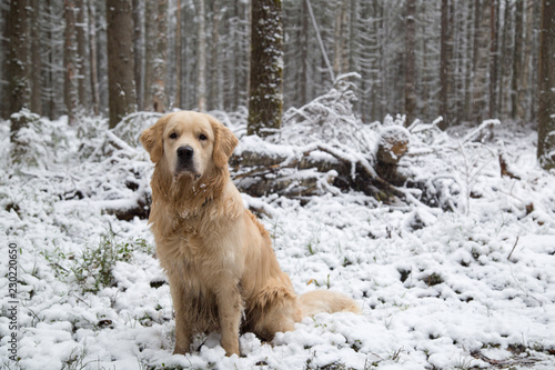 dog in the snow