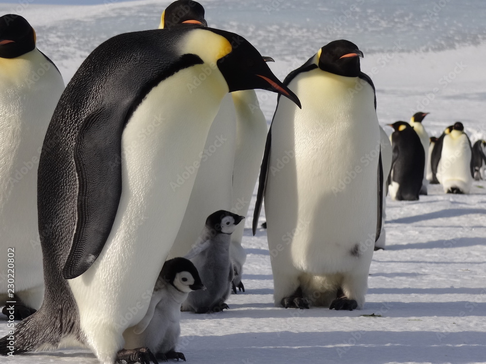Obraz premium Emperor penguins in the antarctic peninsula