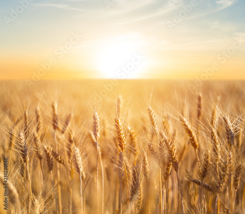 closeup summer wheat field at the sunset photo