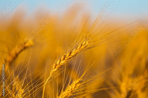 closeup summer wheat  field under a blue sky