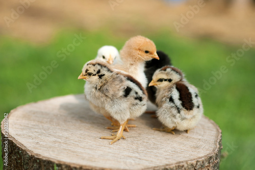 Valokuvatapetti Baby chicks are standing on the log on nature background
