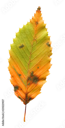 Quadro su tela Leaf of elm tree