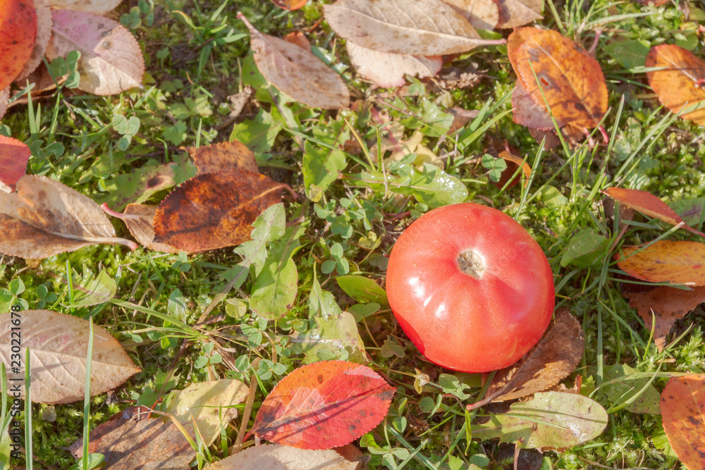 One red tomato lies on the autumn grass with leaves One red tomato lies on the autumn grass with leaves