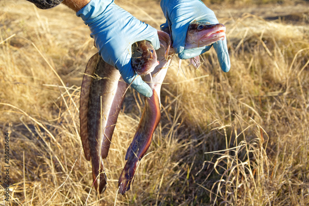 Two river burbot are held by male hands in protective gloves