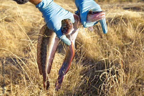 Two river burbot are held by male hands in protective gloves