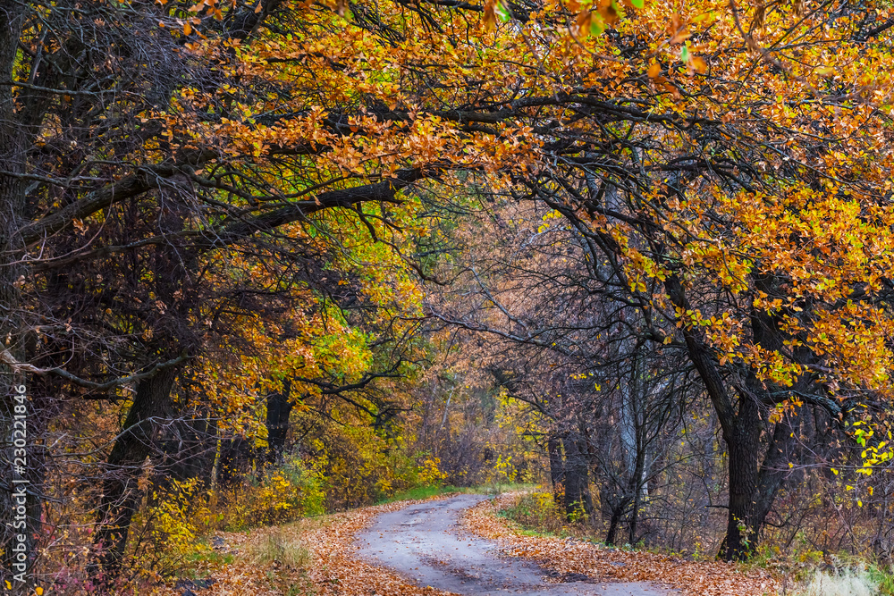 road through the red autumn oak grove
