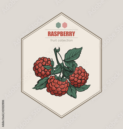 Red raspberry. Fruit label collection. Vintage packaging design template.