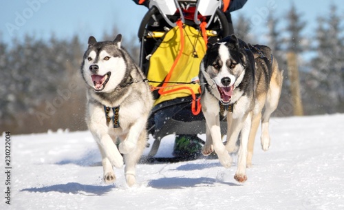 Huskys in Aktion