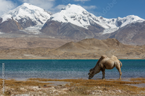 Camel grazing at Lake Karakul  Karakorum Highway  Xinjiang  China 