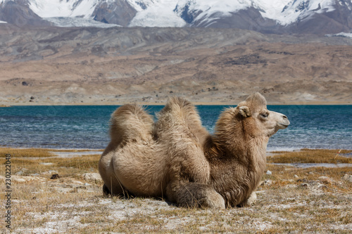 Camel taking at rest at Lake Karakul II (Karakorum Highway, Xinjiang, China)