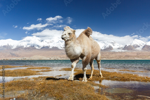 Fototapeta Naklejka Na Ścianę i Meble -  Camel at Lake Karakul (Karakorum Highway, Xinjiang, China)