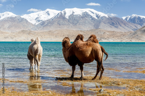 Two camels drinking water at Lake Karakul  Karakorum Highway  Xinjiang  China . Along the Karakorum Highway.