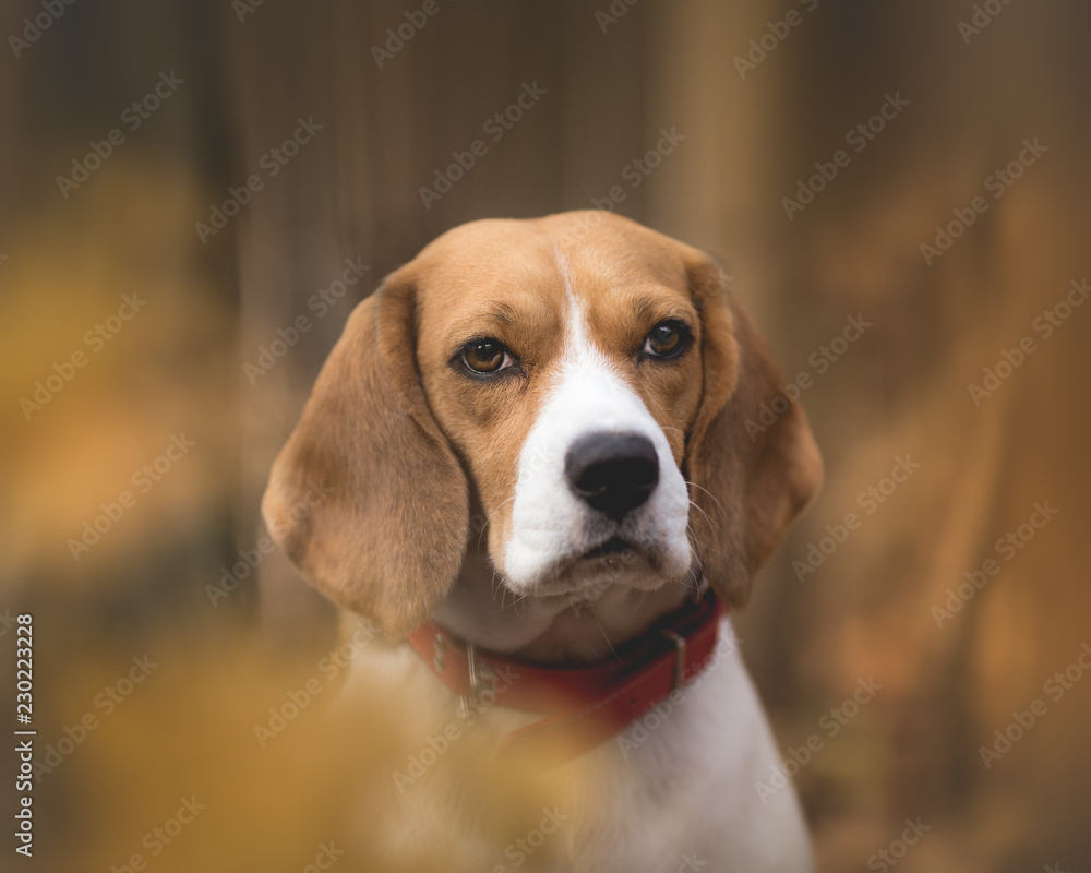 Autumn Portrait of Beautiful Beagle Dog Autumn Portrait of Beautiful Beagle Dog