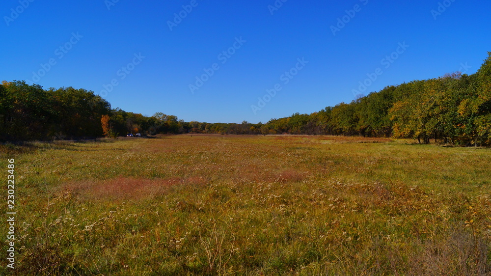 field in the forest