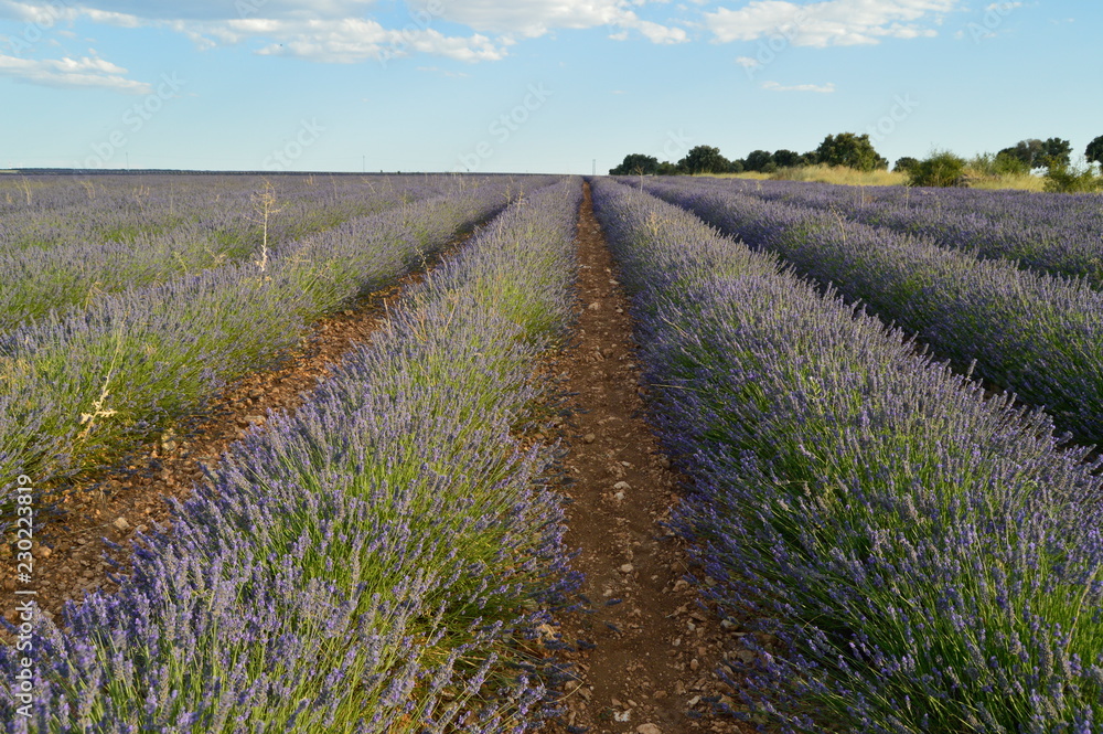 Infinite Rows Of Lavender In A Brihuega Meadow. Nature, Plants, Odors, Landscapes. September 8, 2018. Brihuega, Guadalajara, Castilla La Mancha. Infinite Rows Of Lavender In A Brihuega Meadow. Nature, Plants, Odors, Landscapes. September 8, 2018. Brihuega, Guadalajara, Castilla La Mancha.