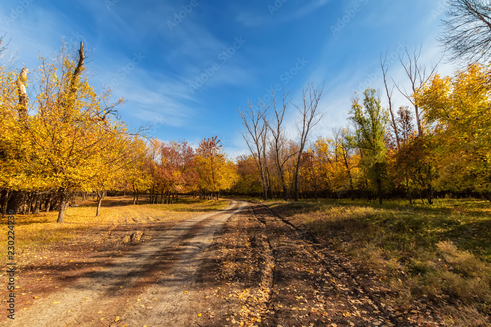 Fototapeta premium dirt road runs through the autumn forest