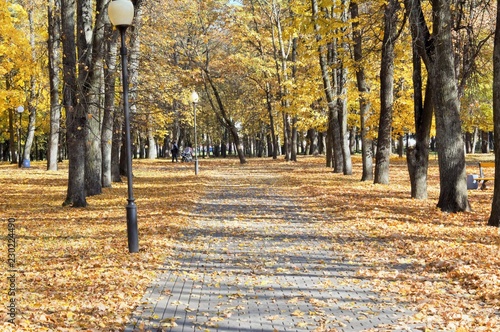 Осень. Дорожки в осеннем парке укрыты кленовыми листьями