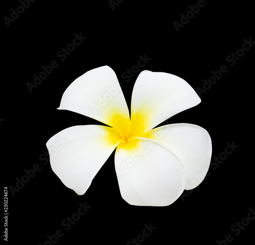 Plumeria flower yellow isolated on black background and clipping path   Common name pocynaceae  Frangipani   Pagoda tree  Temple tree  