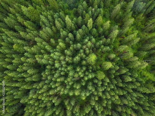 arial veiw of green forest. drone shot