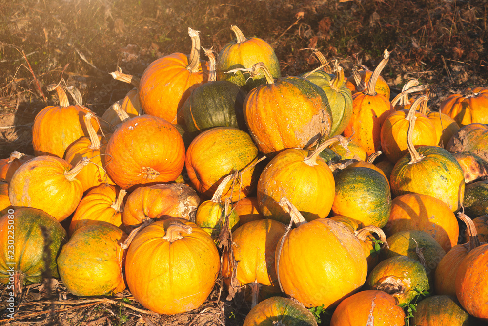 Large pumpkins on a big heap, agriculture, livestock feed, Halloween