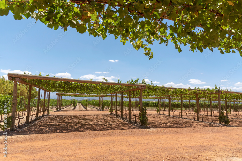 Babylonstoren near Paarl Western Cape South Africa. shade for car parking area provided by
