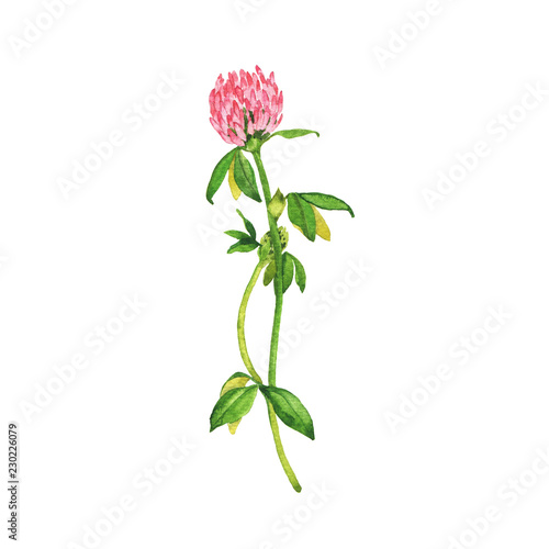 Pink clover flower isolated n white background. Hand drawn watercolor illustration.