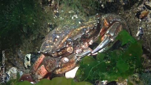 Nutrition of Green crab or Shore crab (Carcinus maenas, Carcinus aestuarii), eating another species of crab, which caught at the bottom. Black Sea photo