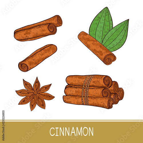 Cinnamon sticks, star anise, leaf. Sketch. Set.