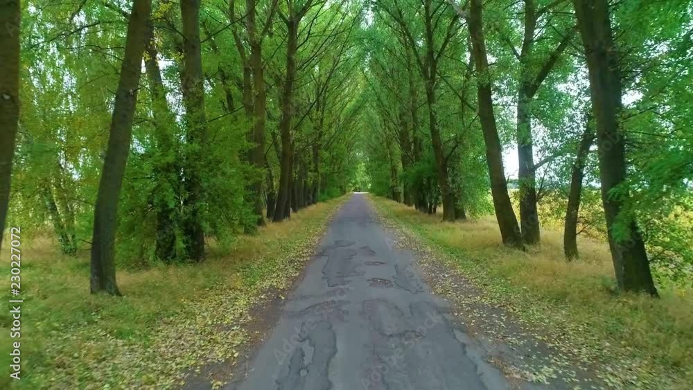 Picturesque country road between the trees, aerial shot Picturesque country road between the trees, aerial shot