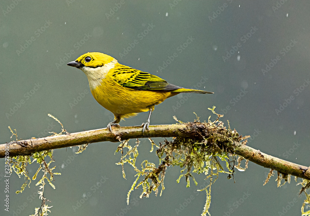 Obraz premium Silver throat Tanager