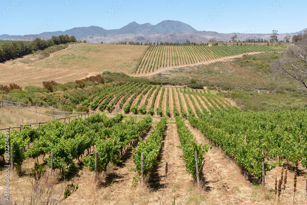 The Waterkloof Wine Estate in Somerset West, Western Cape, South Africa. A view of the Hottenttot Mountains.