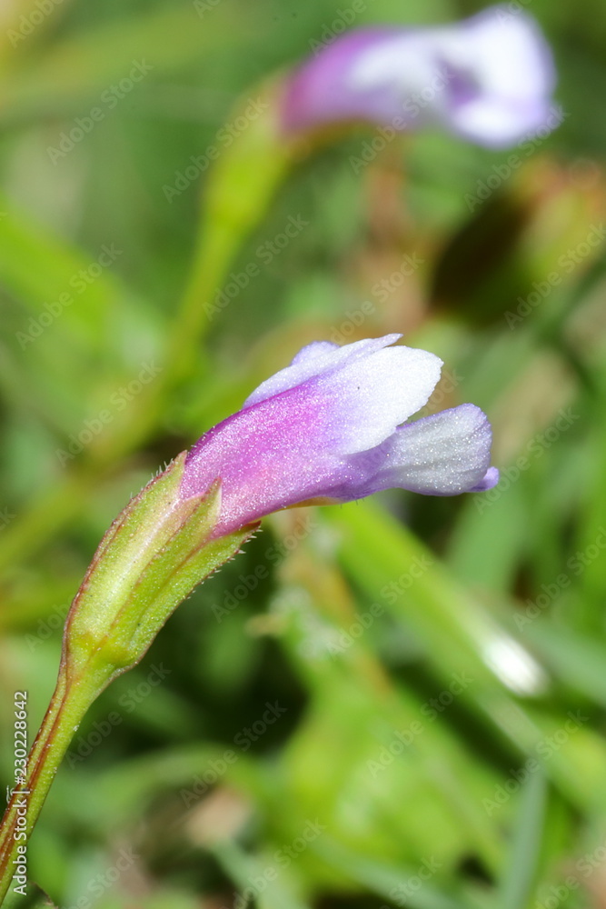 wild flower in Vietnam wild flower in Vietnam