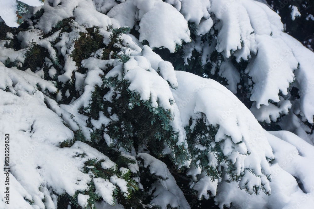 Green fluffy fir tree branch in the snow Green fluffy fir tree branch in the snow