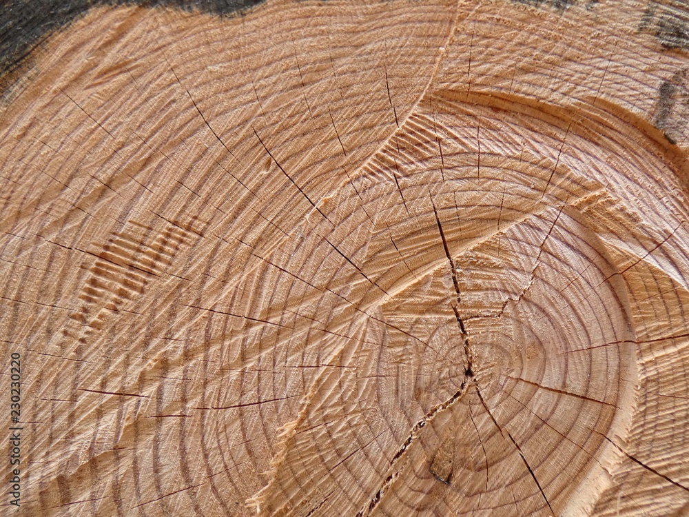 Naklejka premium Albero