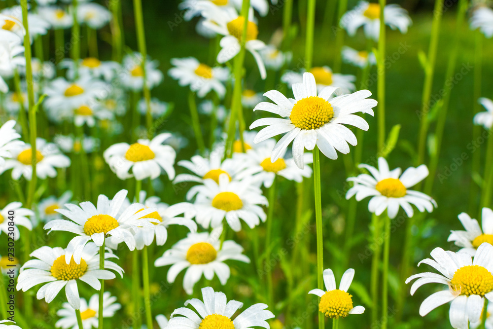 Beautiful blooming marguerite on a green meadow at sunrise. Daisies in green grass in the park. Colorful spring meadow flowers lit by the sun. Beautiful blooming marguerite on a green meadow at sunrise. Daisies in green grass in the park. Colorful spring meadow flowers lit by the sun.