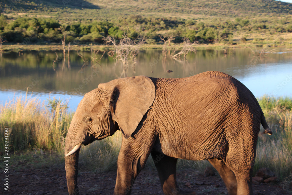 Fototapeta premium Elephant