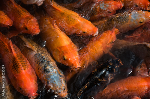 Photography Fishes in a pond