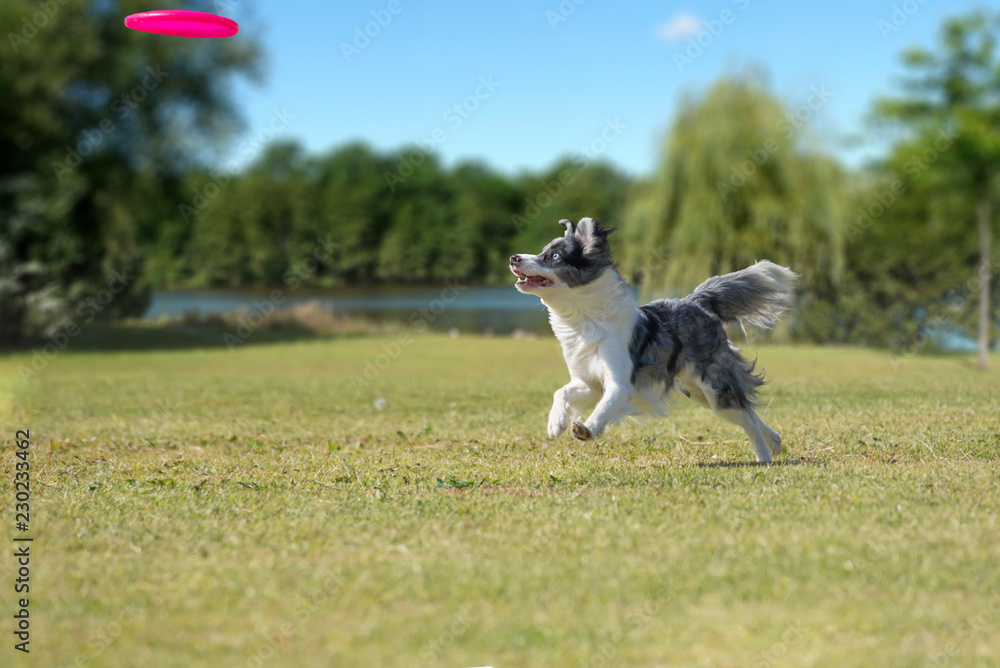 On the green grass, Border Collie is enjoying the play to bite the disc. On the green grass, Border Collie is enjoying the play to bite the disc.