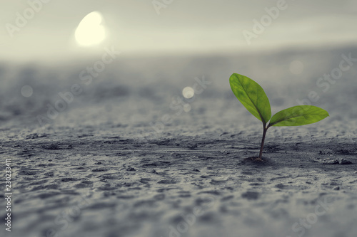 Fotografie Birth of new life