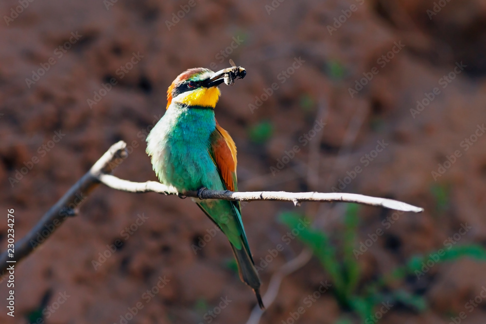 Obraz premium bee-eater bird with colorful feathers sitting on a branch in its beak holds a caught insect